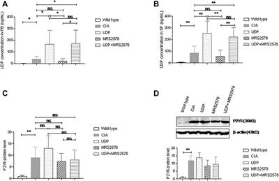 Uridine Diphosphate Promotes Rheumatoid Arthritis Through P2Y6 Activation